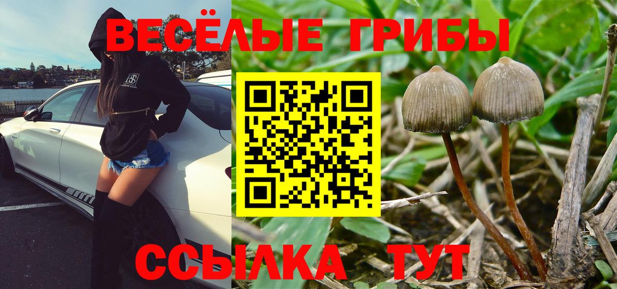 Галлюциногенные грибы Psilocybine cubensis  Вход с VPN  Псилоцибиновые грибы MAGIC MUSHROOMS  Кириши 